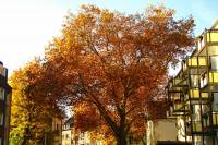 autumn151102-03.jpg