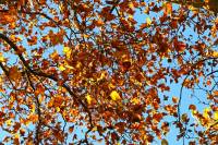 autumn151102-05.jpg
