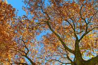 autumn151102-07.jpg