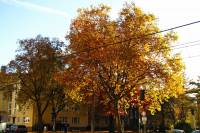 autumn151102-09.jpg