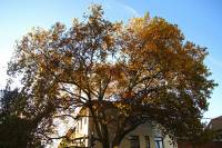 autumn151102-10.jpg