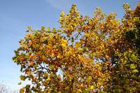 autumn151102-13.jpg