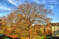autumn151103-01.jpg