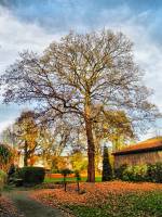 autumn151103-03.jpg