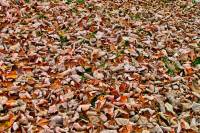 autumn151103-04.jpg