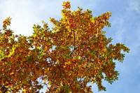 autumn151103-08.jpg