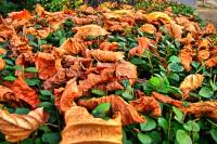 autumn151103-09.jpg