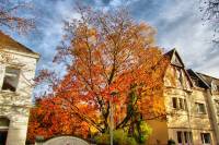 autumn151103-10.jpg