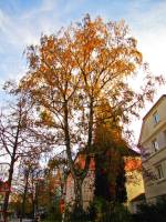 autumn151103-13.jpg