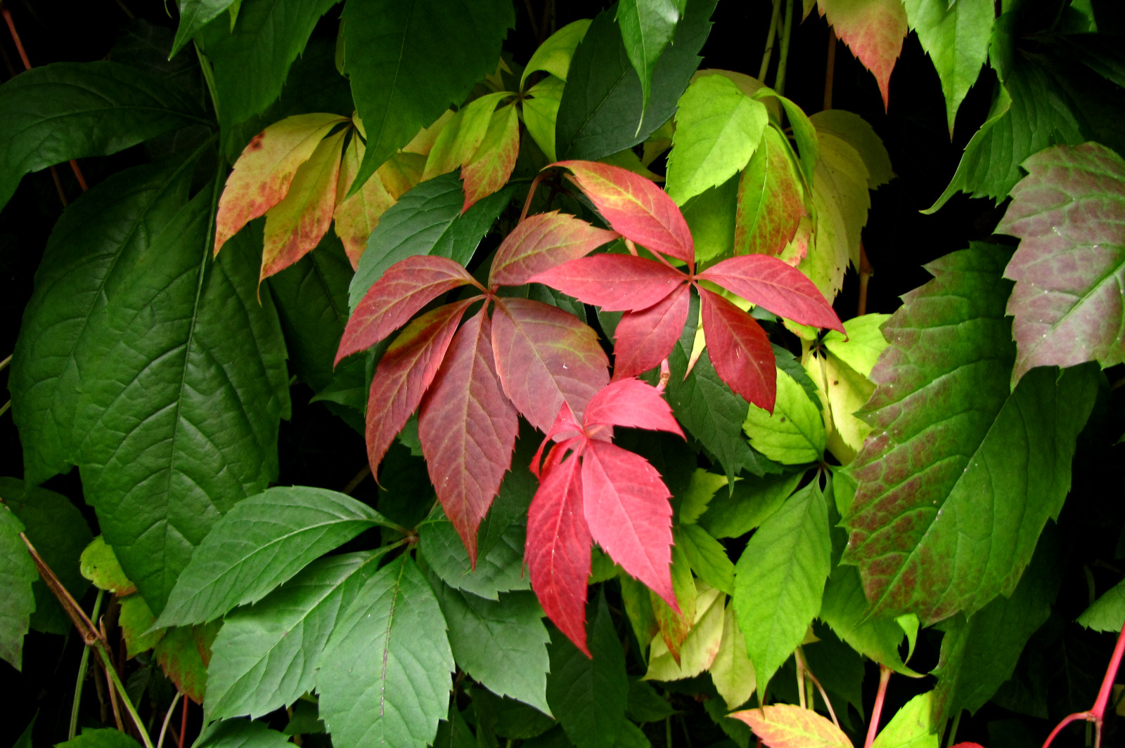 autumn150915-06.jpg