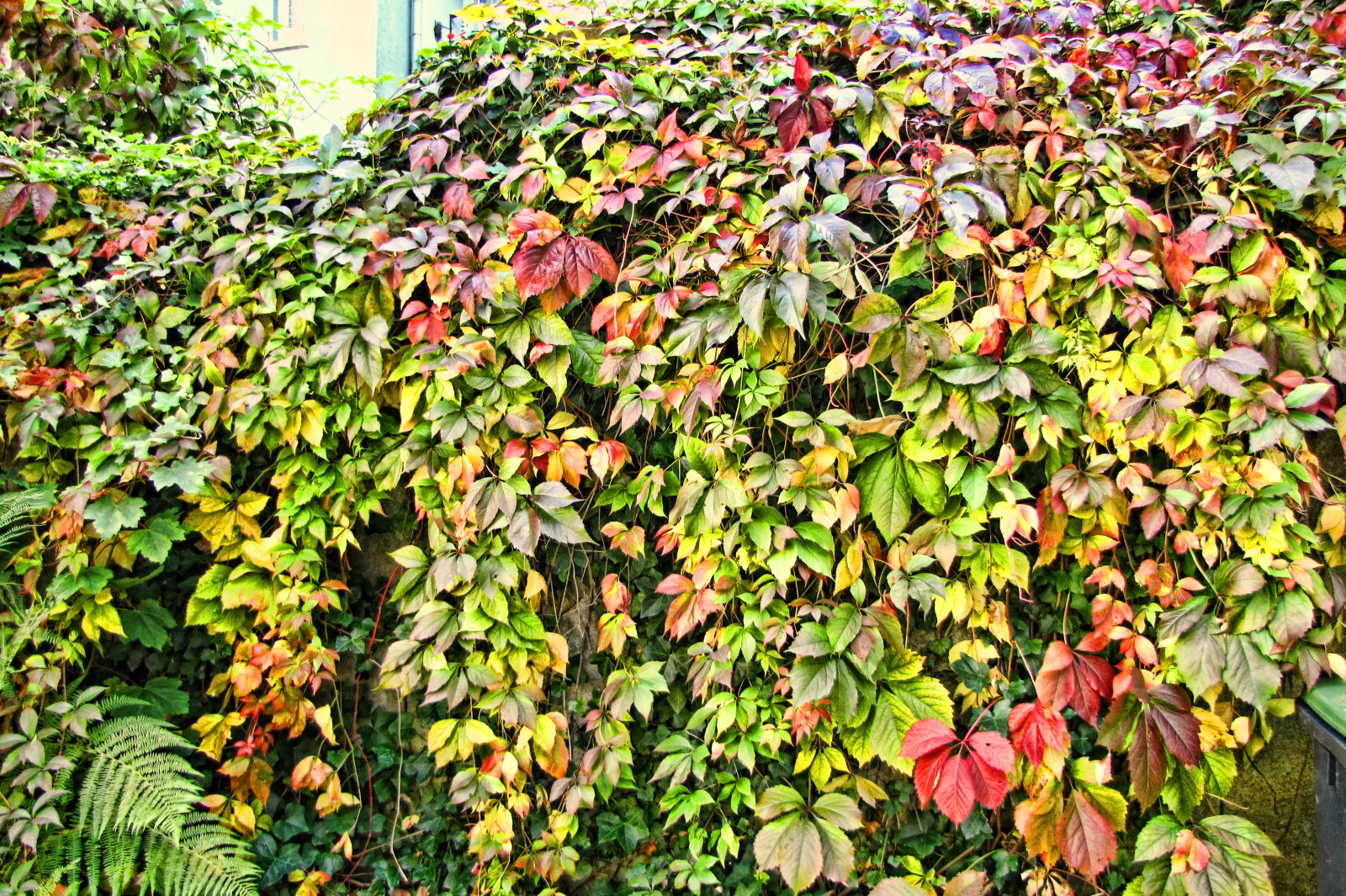autumn150929-01.jpg