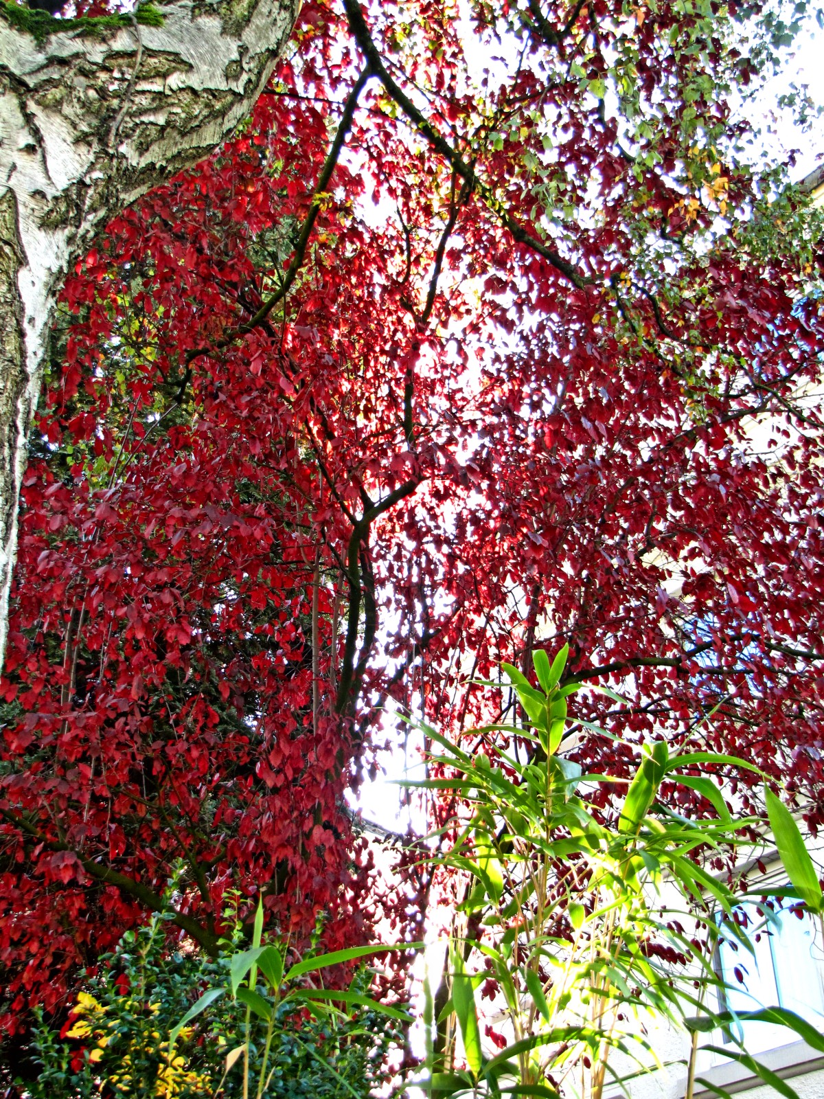 autumn151027-11.jpg