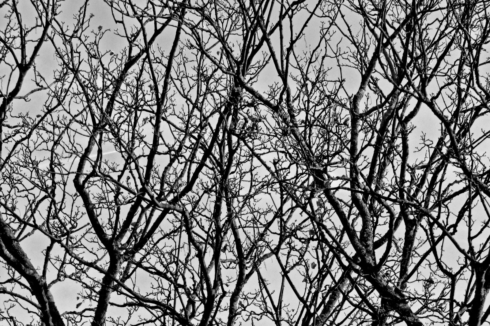 autumn151031-01.jpg