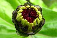balconyflowers011-130715.jpg