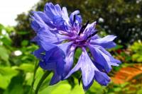 balconyflowers012-130717.jpg