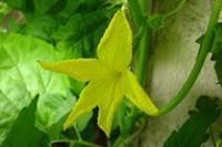 balconyflowers013-130717.jpg