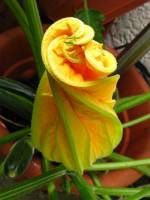 balconyflowers015-130717.jpg