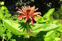 balconyflowers016-130718.jpg