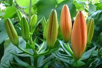 balconyflowers018-130718.jpg