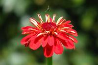 balconyflowers019-130719.jpg