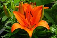 balconyflowers022-130720.jpg