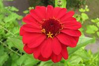 balconyflowers024-130720.jpg