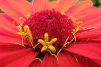 balconyflowers025-130720.jpg