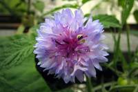 balconyflowers026-130720.jpg