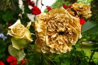 balconyflowers027-130720.jpg