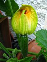 balconyflowers029-130721.jpg