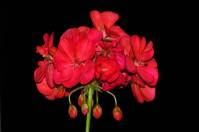 balconyflowers030-130721.jpg