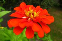 balconyflowers034-130725.jpg