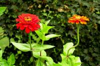 balconyflowers035-130726.jpg