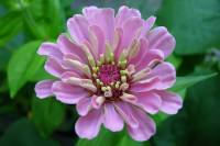 balconyflowers036-130726.jpg