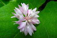 balconyflowers038-130726.jpg