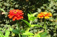 balconyflowers039-130727.jpg