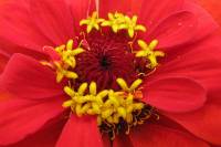 balconyflowers041-130728.jpg