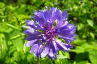 balconyflowers043-130729.jpg