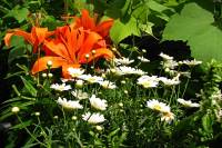 balconyflowers044-130729.jpg