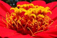 balconyflowers062-130816.jpg