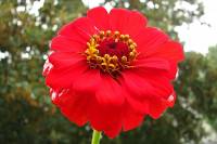 balconyflowers064-130807.jpg
