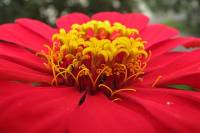 balconyflowers068-130814.jpg