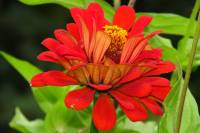 balconyflowers069-130815.jpg