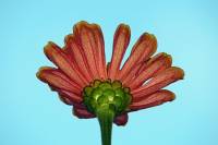 balconyflowers070-130815.jpg