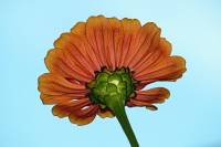 balconyflowers071-130815.jpg