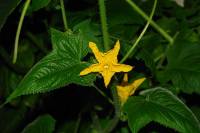 balconyflowers072-130815.jpg
