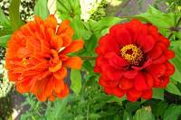 balconyflowers076-130817.jpg