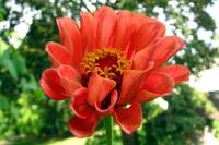 balconyflowers077-130817.jpg