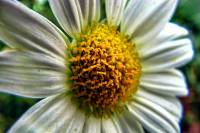 balconyflowers084-130823.jpg