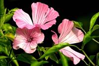 balconyflowers087-130824.jpg